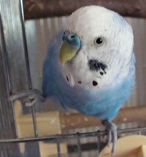 モモ出てきたところ