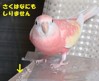 段ボールかじりの犯人は