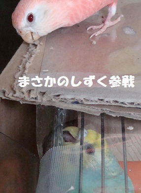 内側から