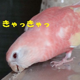 目の前でかじる