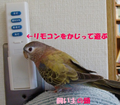 ツビくんとあそぼ