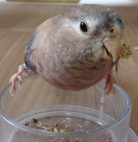 バラをくわえるツビくん