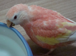 なめてみる