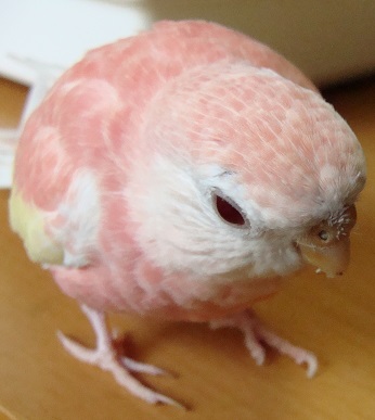 ピンクのひよこ