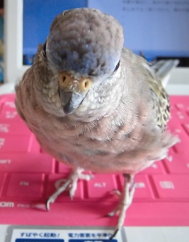 ココの額もベールが