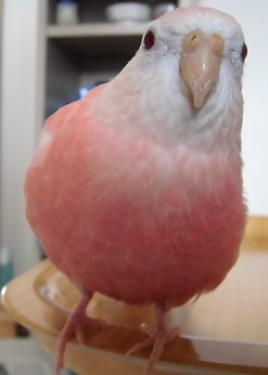 このかめらこわくないです