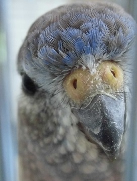 鼻毛アシンメトリー