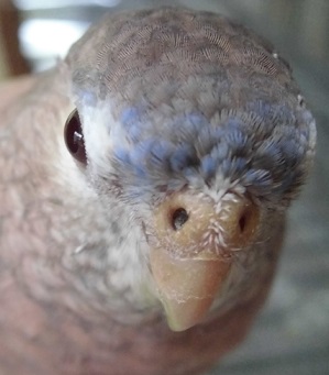 ツビくんの目