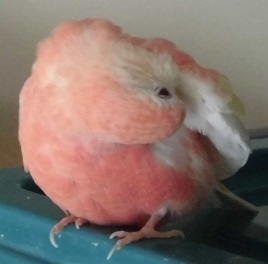もいもいリったん