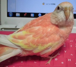 ピンクだなー