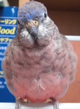 癖毛