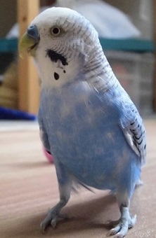 足大きいモモ