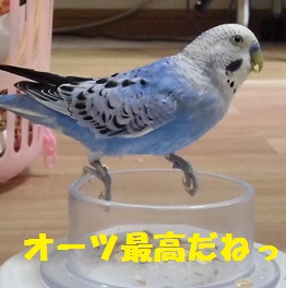 ご機嫌モモ