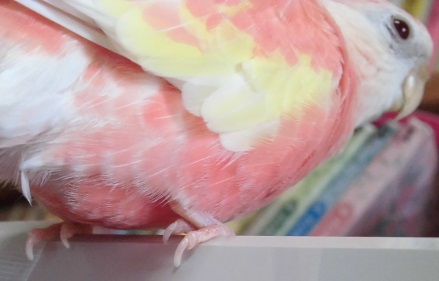 ちびた