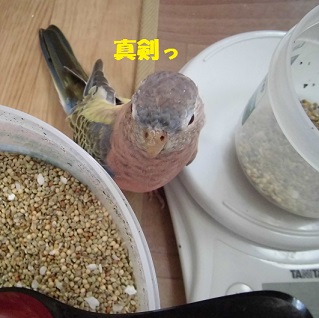 どけーって言われるの