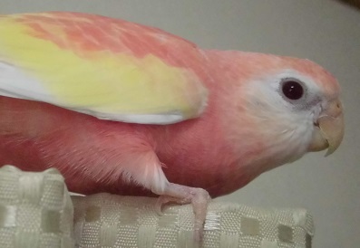 やっとこさ出てきた朔