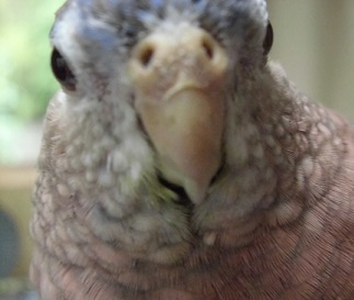 鼻が黒い