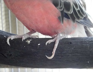 開の伸びた爪