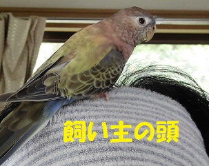 飛び乗ります