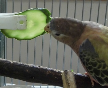おいしいで