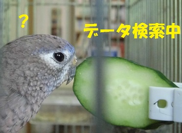ココときゅうり