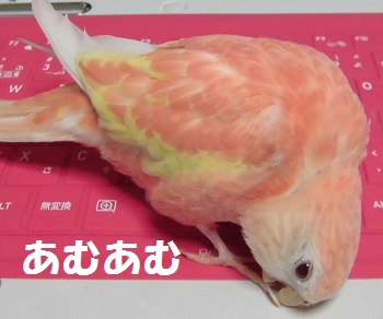 あむあむ