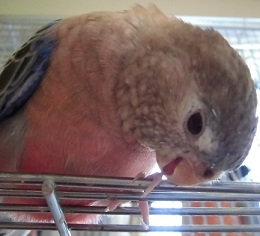 あむあむ2