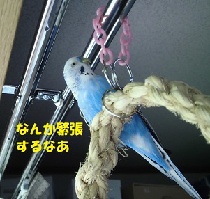 すごいぞモモちゃん