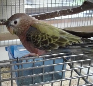 食べるけど?