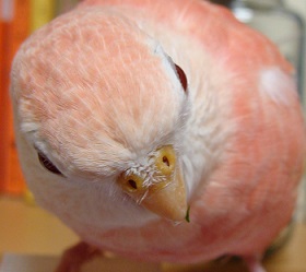 lilys-head.jpg