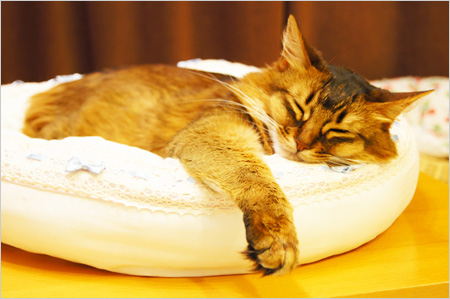 猫ベット