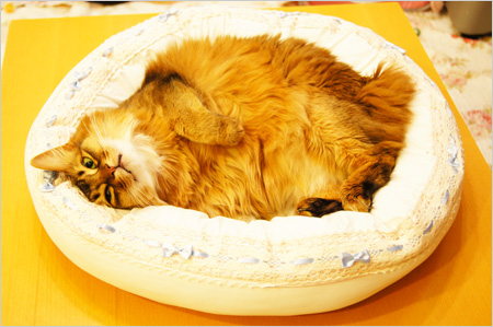 猫ベット