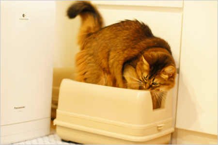 キャットトワレでおしっこ!