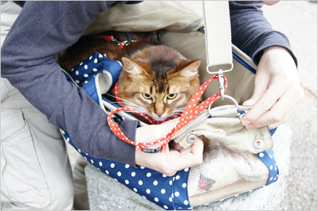 猫散歩