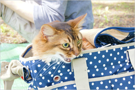 猫ピクニック