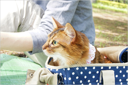 猫ピクニック