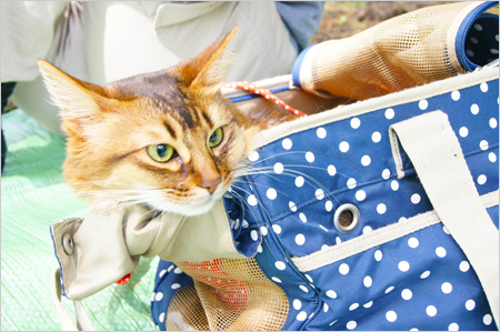 猫散歩