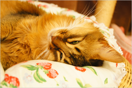 猫ベットでリラックス
