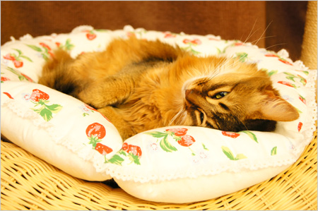 猫ベット
