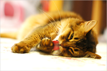 毛づくろい中の猫舌