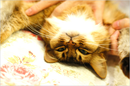 モフにゃん猫ソマリ