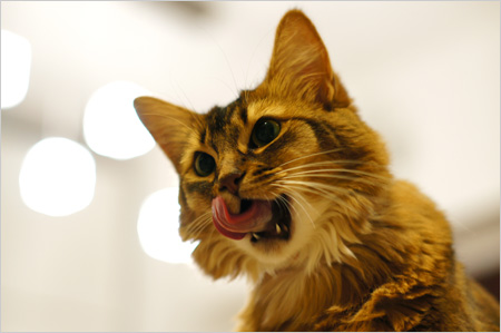 猫舌ぺろりん