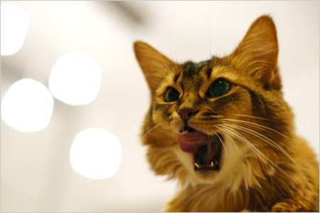生クリームを舐める猫舌