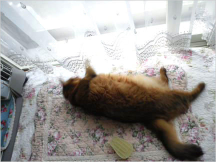 猫の森キャットレポート4
