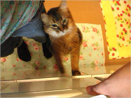 猫の森キャットレポート3