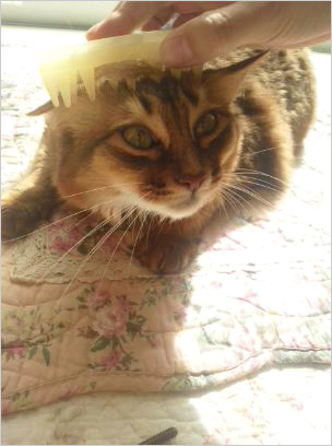猫の森キャットレポート2