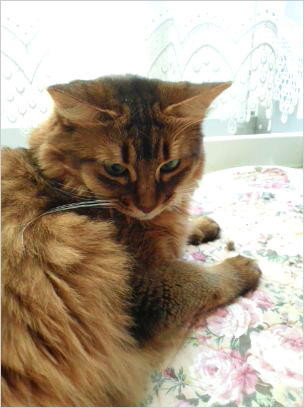 猫の森キャットレポート1