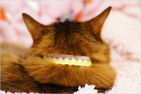 手作り猫首輪を試着するモンさん