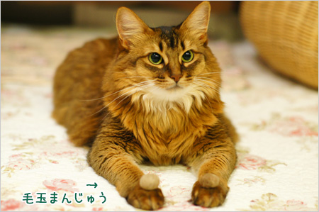 毛玉まんじゅう