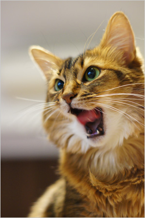 猫満足